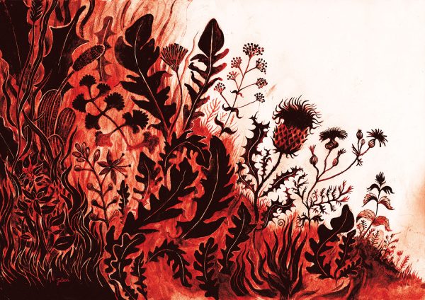 L’èrba d’agram - illustration Julien Cordier